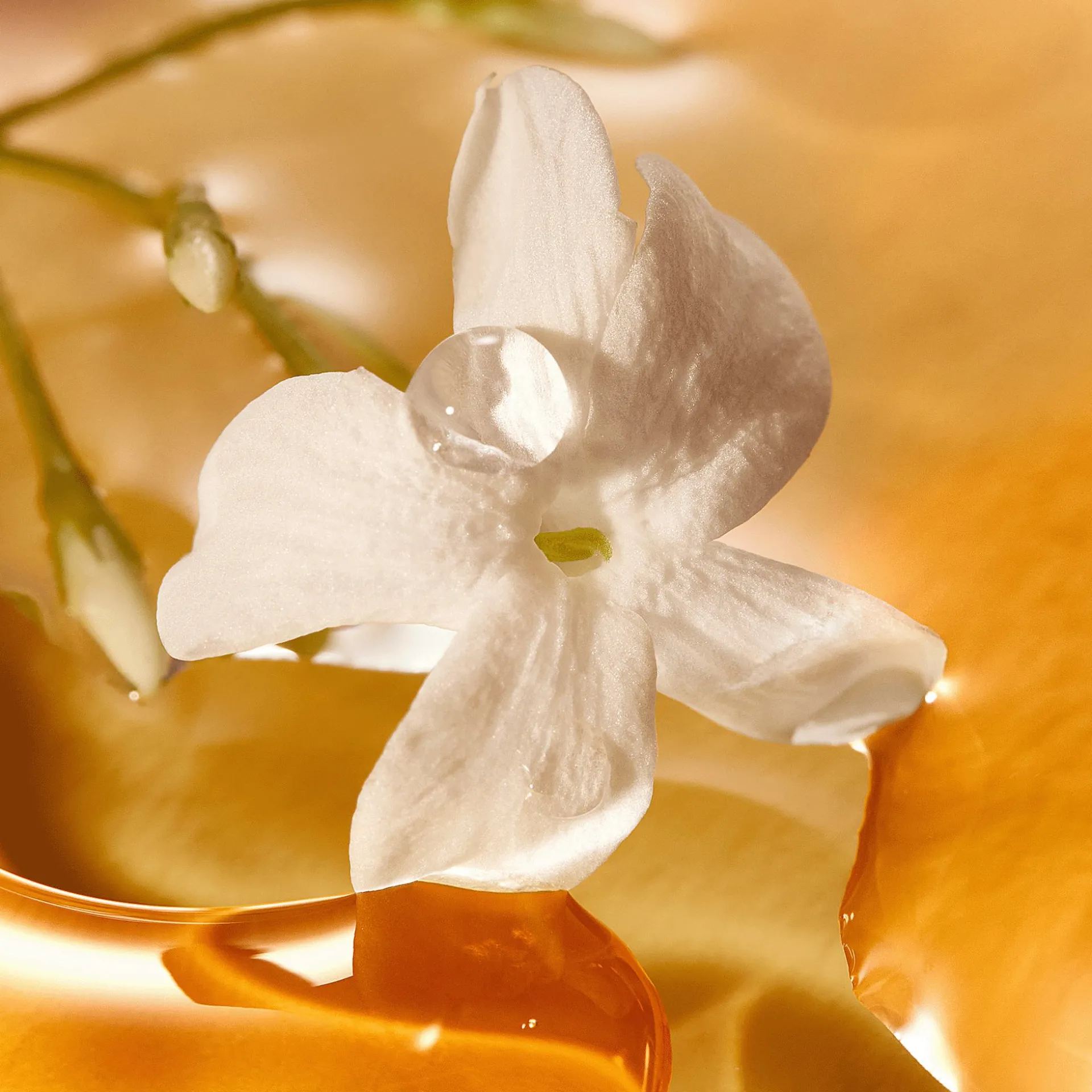 Creme de Mãos e Corpo Enchanting Jasmine Milk & Honey 250 ml.