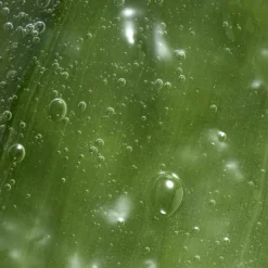 Lavagem Íntima Suavizante com Aloe Vera Feminelle 300 ml.